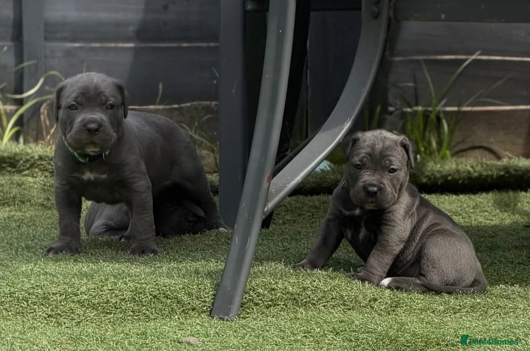 Cane Corso dogs for sale: 🐾 Outstanding Cane Corso Puppies 🐾 - Advert 2