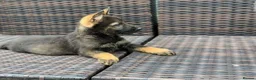 German Shepherd dogs for sale: German shepherd in Carlisle - Advert 3