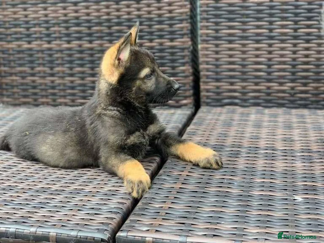 German Shepherd dogs for sale: German shepherd in Carlisle - Advert 3