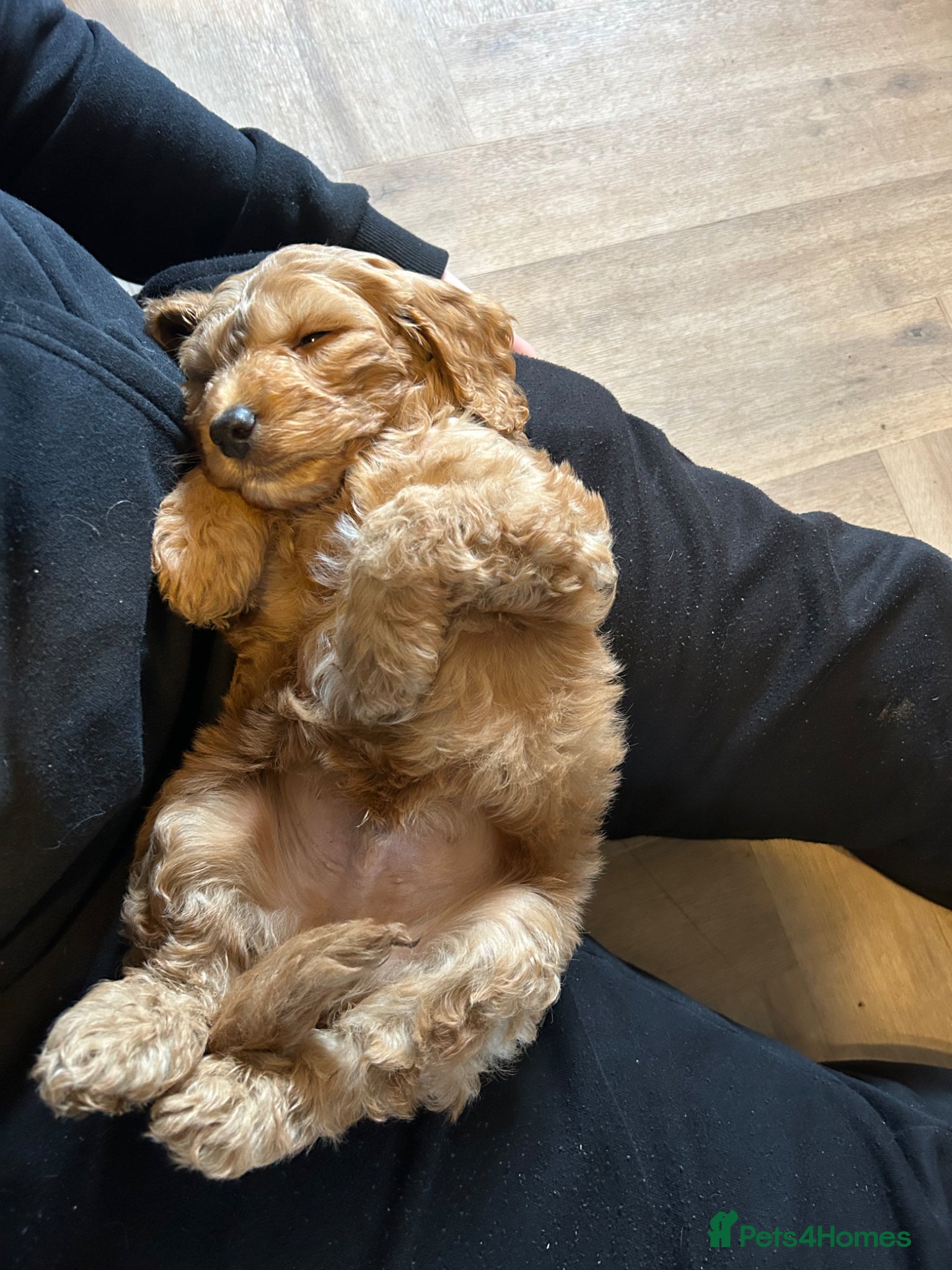 Cockapoo dogs F1 red boy and golden boy available  - Advert 1