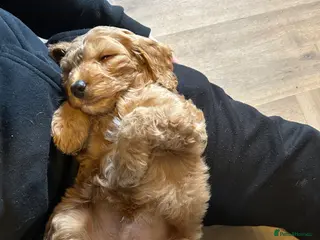 Cockapoo dogs F1 red boy and golden boy available - Advert 1