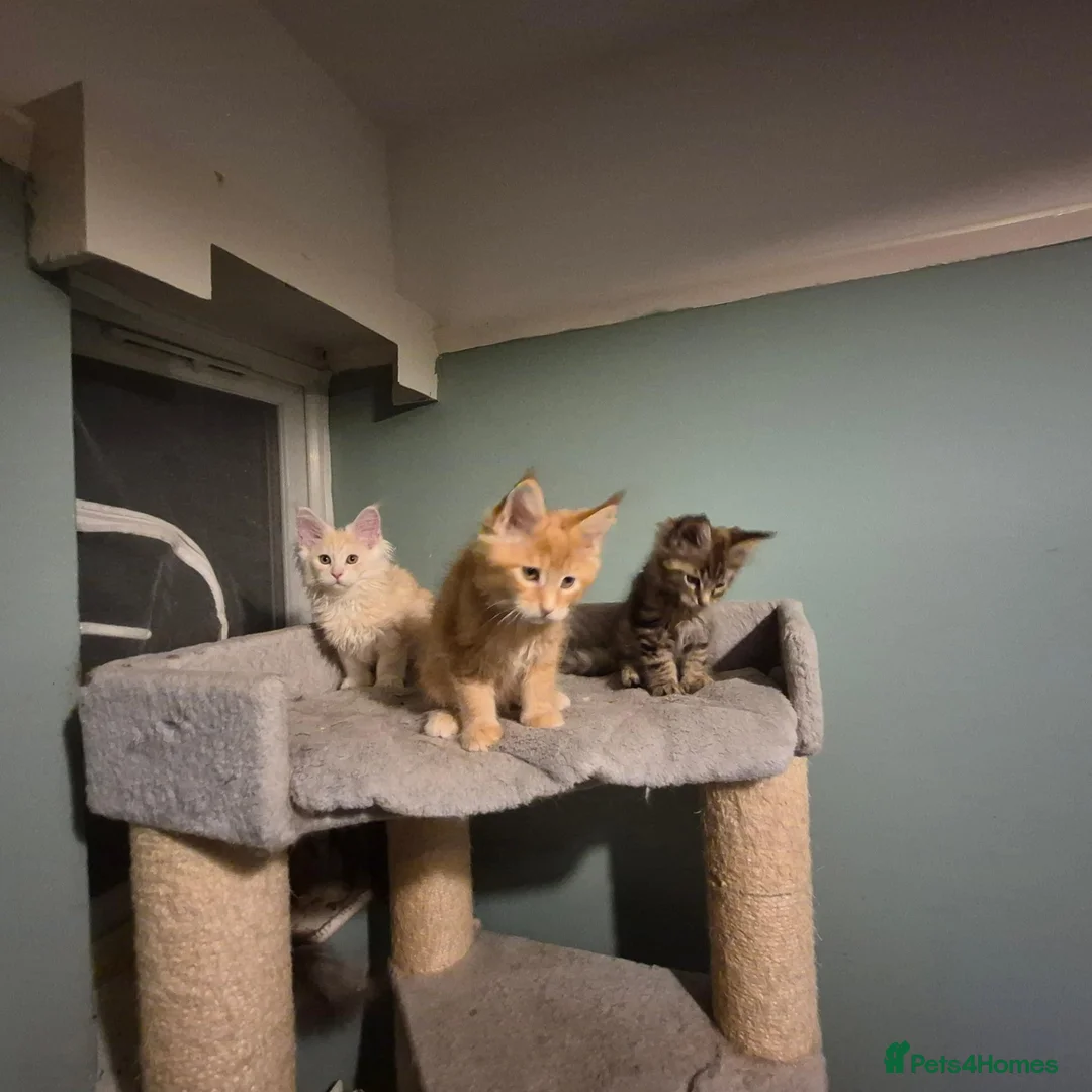 Maine Coon cats for sale: Fluffy Maine Coon kittens - Advert 2
