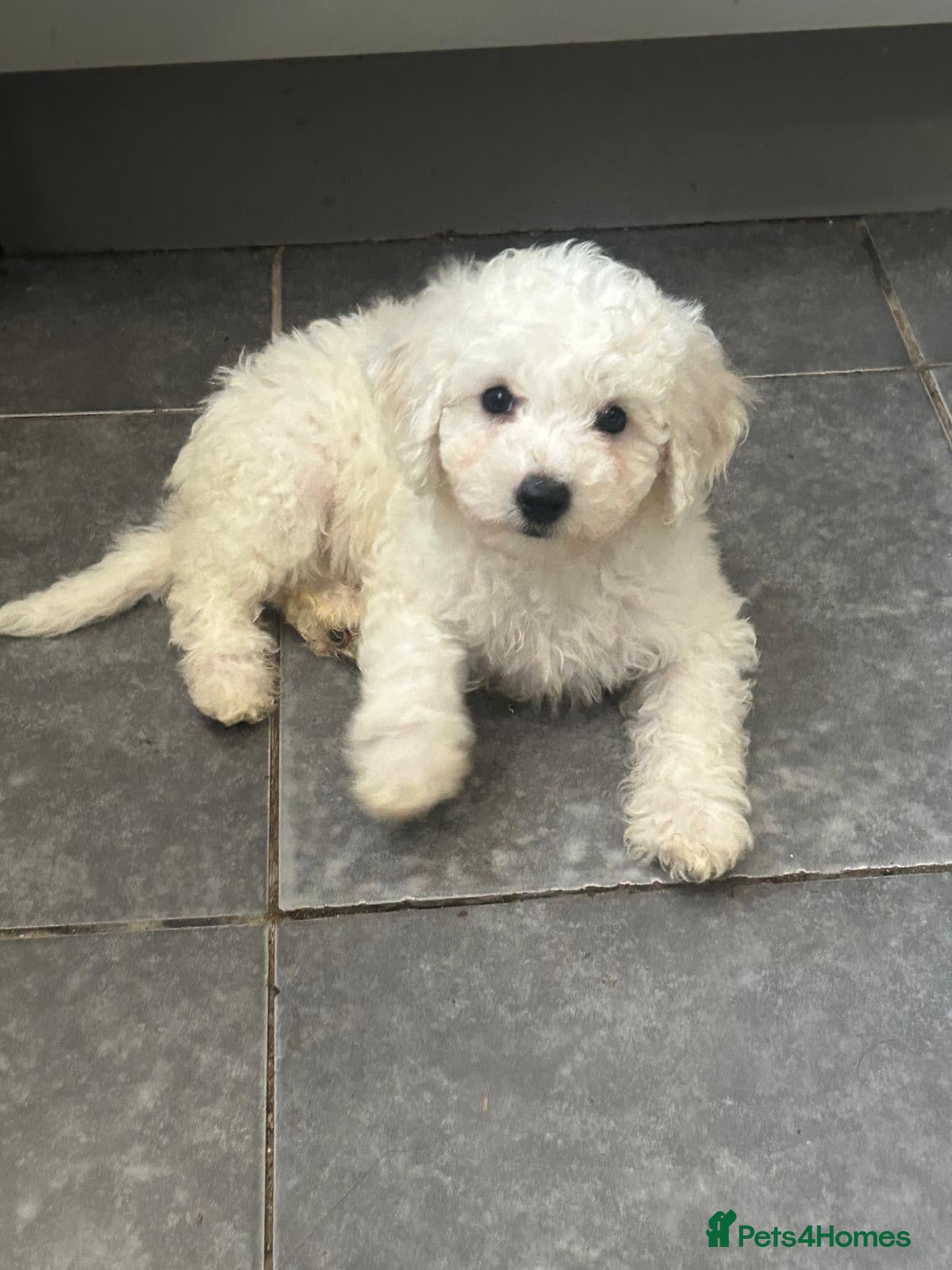 Bichon Frise dogs Pedigree Bichon Frise puppies  - Advert 1