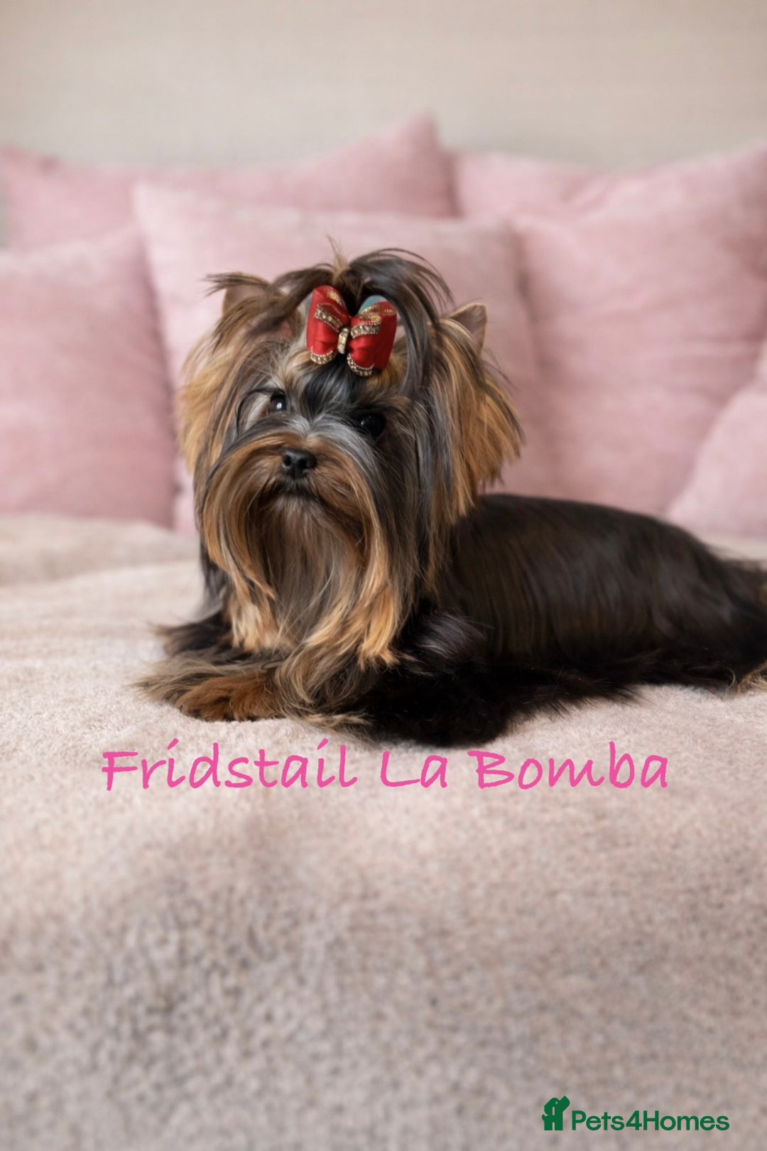Yorkshire Terrier dogs for sale: 🌸Rare Exquisite Tiny Girl Needs a Luxurious 🏡 🌸 - Advert 7