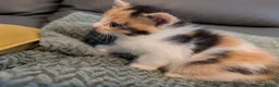 Mixed Breed cats for sale: Adorable kittens looking for forever home  in Pershore - Advert 38