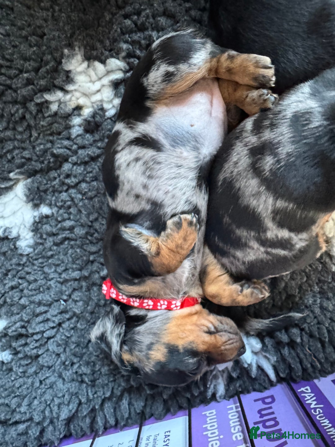 Miniature Dachshund dogs for sale: Miniature Dachshund puppies - Image 9