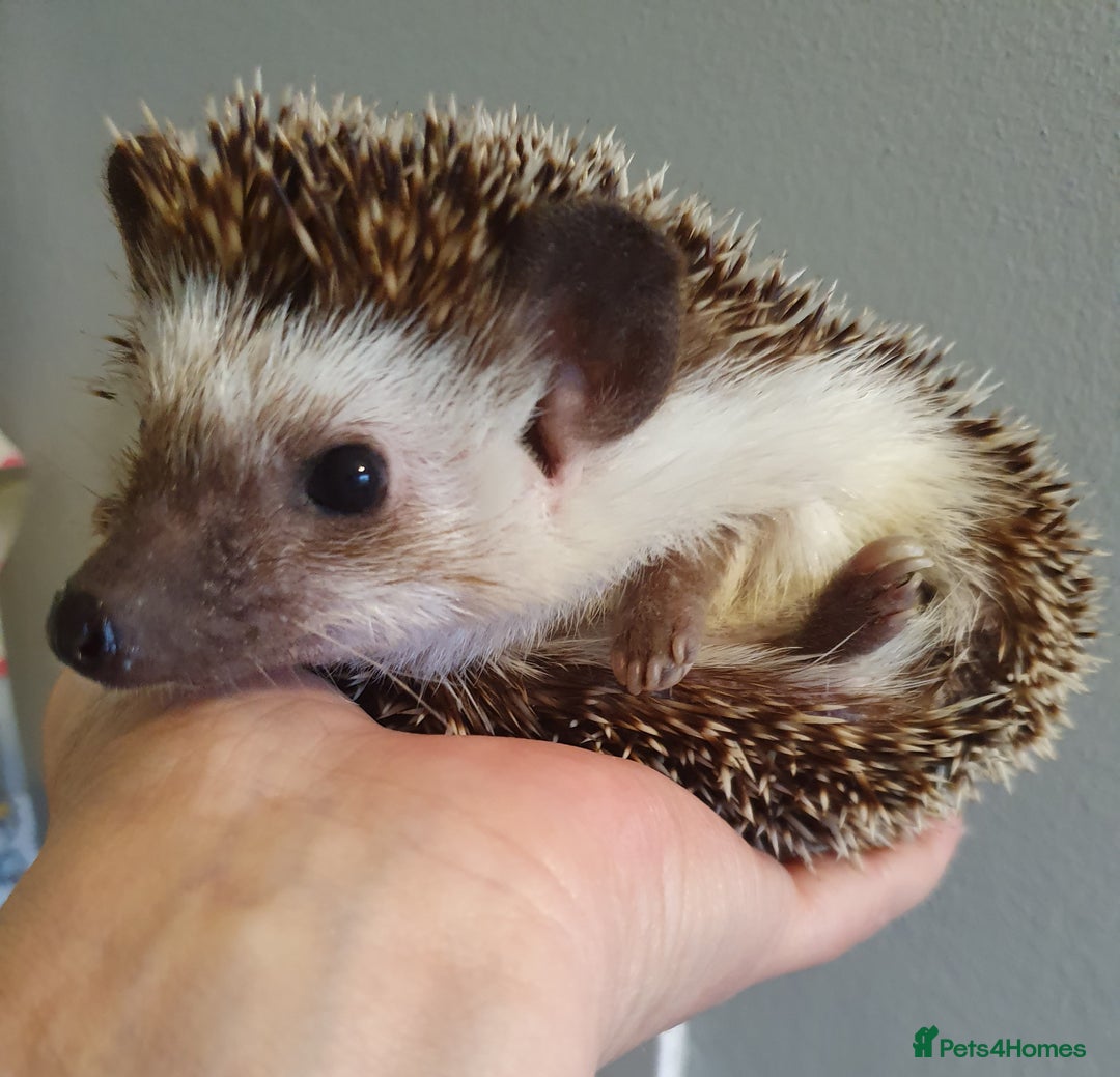 Pygmy Hedgehog rodents for sale: African pygmy hedgehogs - Advert 8