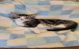 Mixed Breed cats for sale: Kittens Ready Now - Image 12