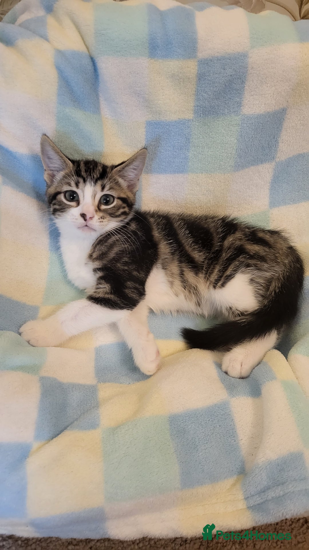 Mixed Breed cats for sale: Kittens Ready Now - Image 12