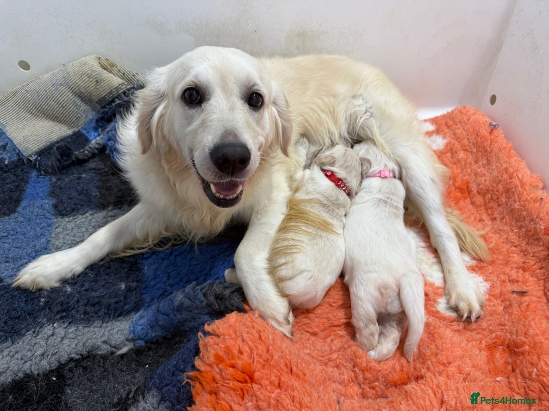 Golden Retriever dogs for sale: Kc health tested golden retrievers  - Advert 2