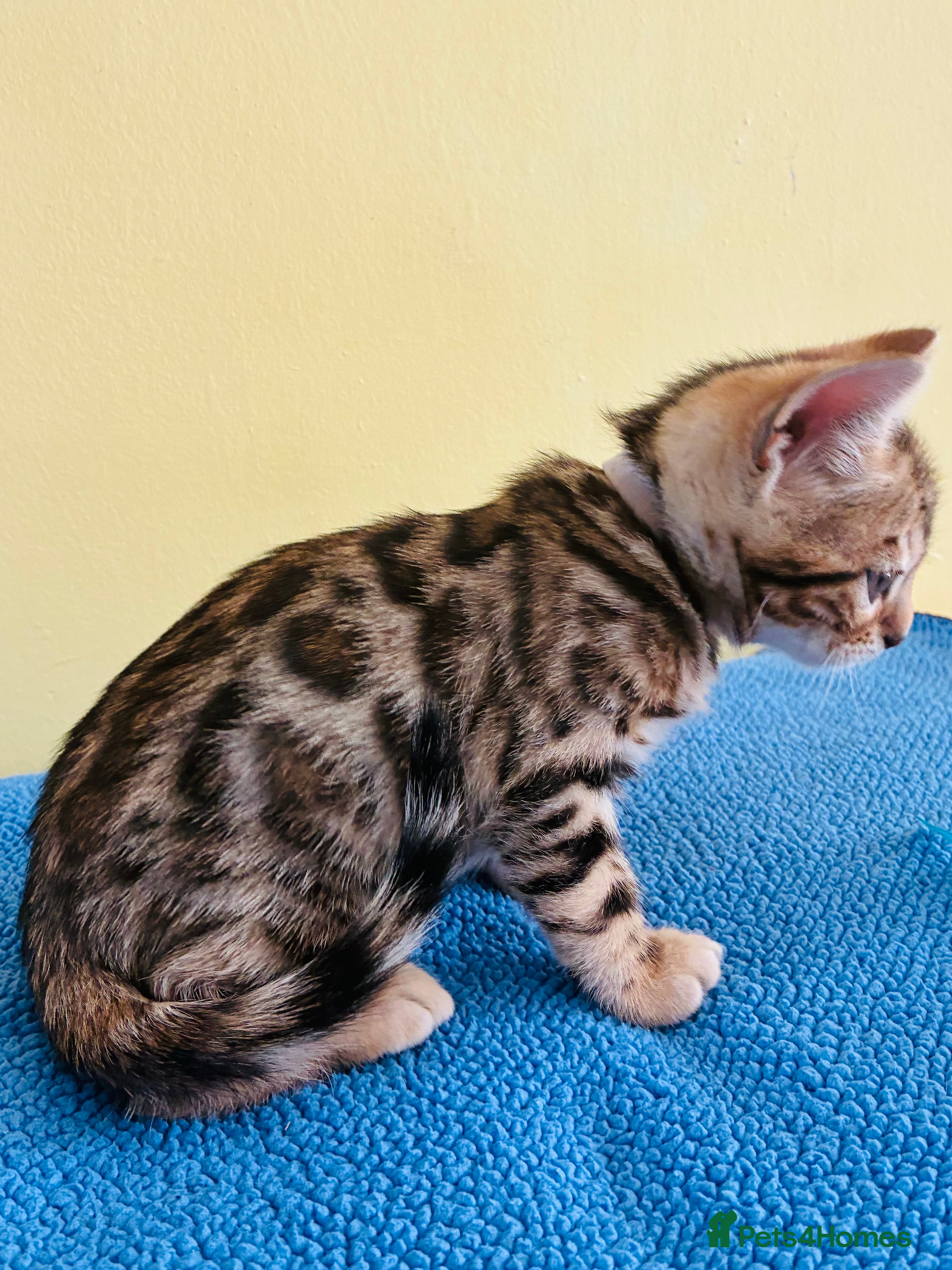 Bengal cats Beautiful Bengal Kittens for sale - Advert 2