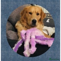 Golden Retriever dogs stunning dark golden stud in Bury Saint Edmunds - Advert 14