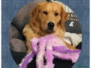 Golden Retriever dogs in Bury Saint Edmunds - Advert 16