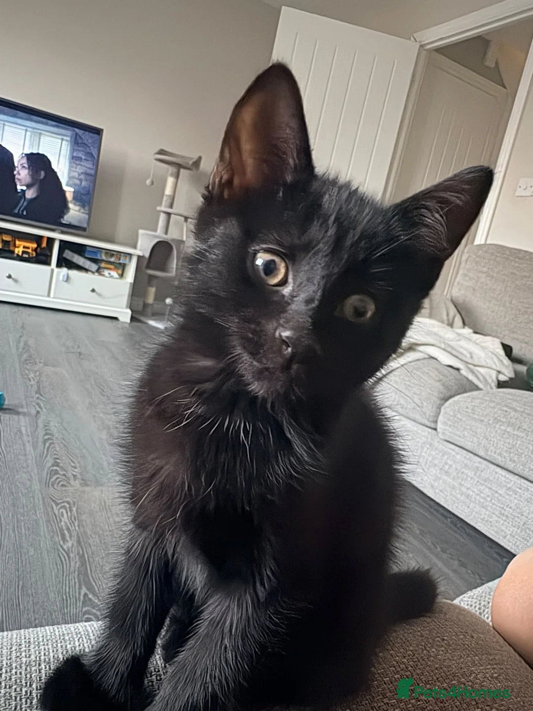 Mixed Breed cats for sale: Jessie and woody in Didcot - Advert 6