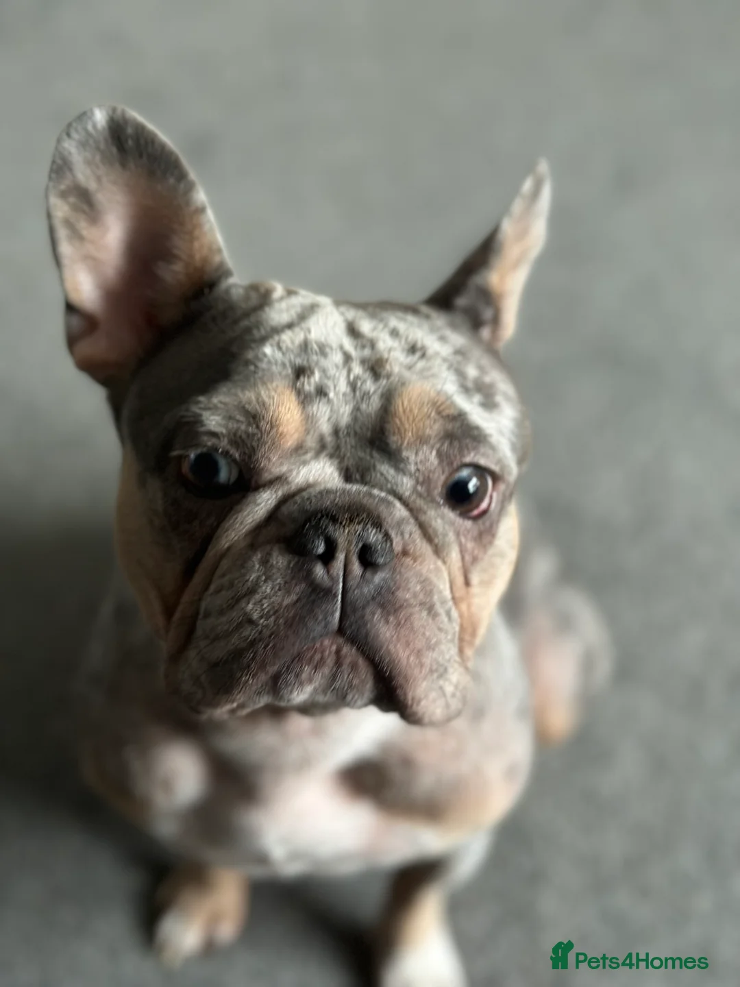 French Bulldog dogs for sale: 🐾 Forever Home Wanted for Bodhi French Bulldog 🐾 - Advert 7
