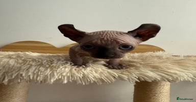 Sphynx cats - Advert 12