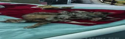 Bengal cats for sale: Stunning Bengal kittens for sale in Rugby - Advert 12