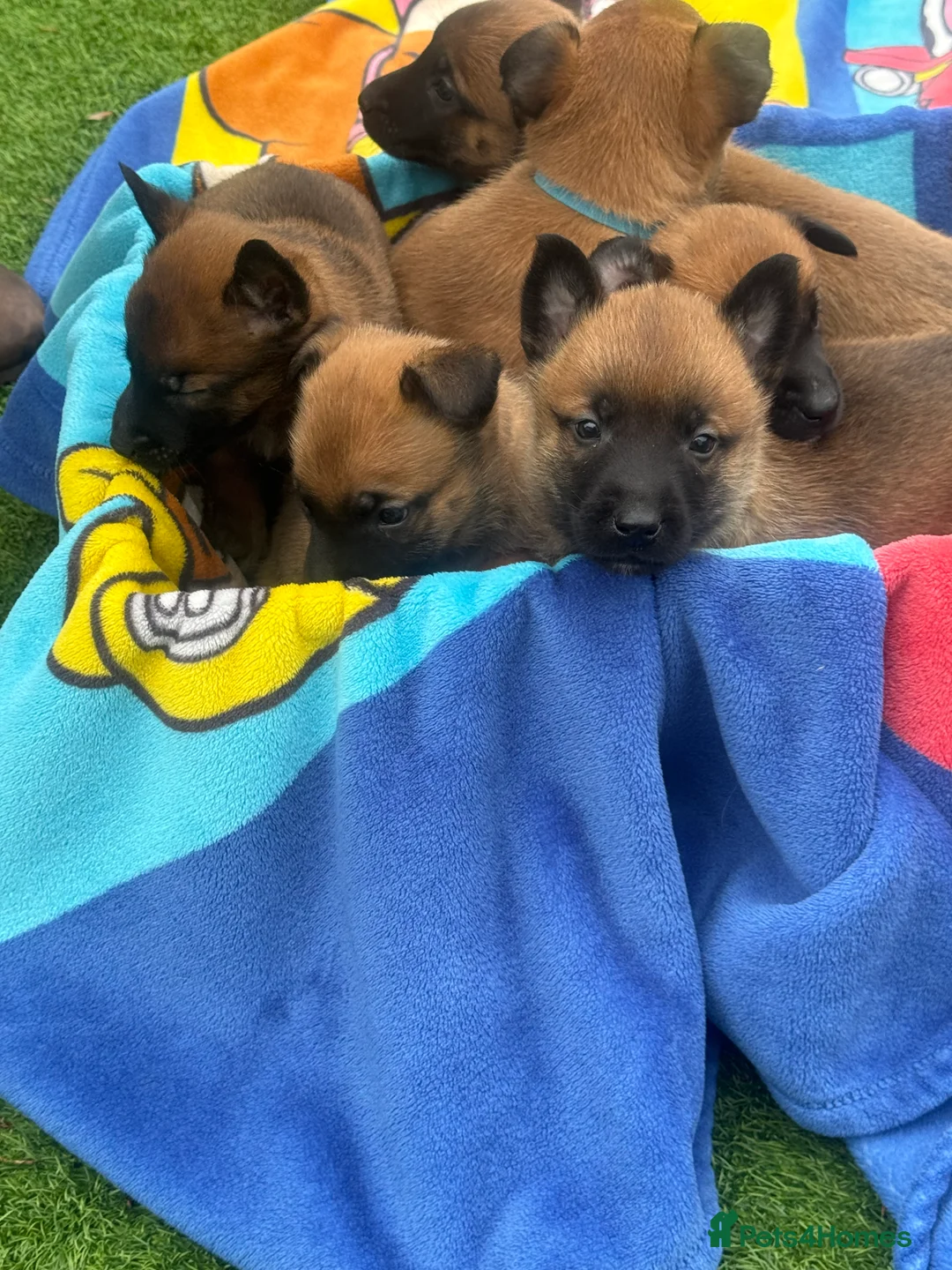 Belgian Shepherd Dog dogs for sale: Belgian Malinois Puppies - Advert 4