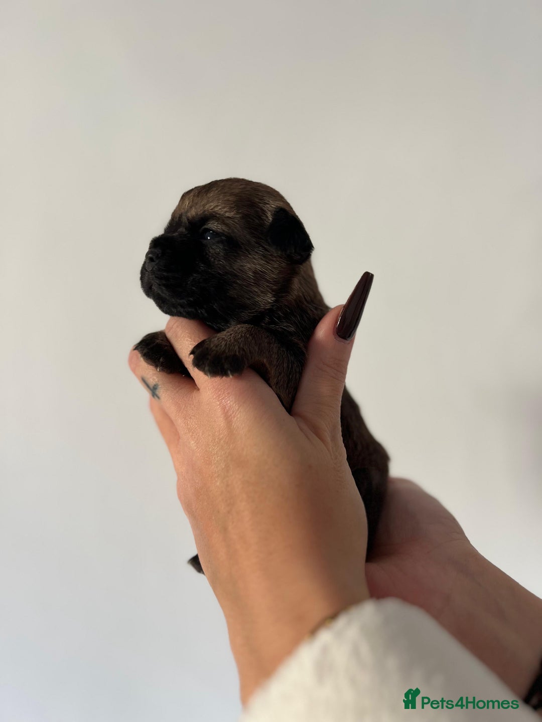 Border Terrier dogs for sale: 5 star BORDER TERRIERS PUP KC REG/SLEM CLEAR - Advert 11