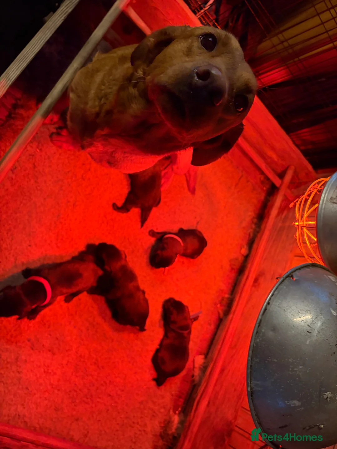 Labrador Retriever dogs for sale: Kc registered Labradors  - Advert 8