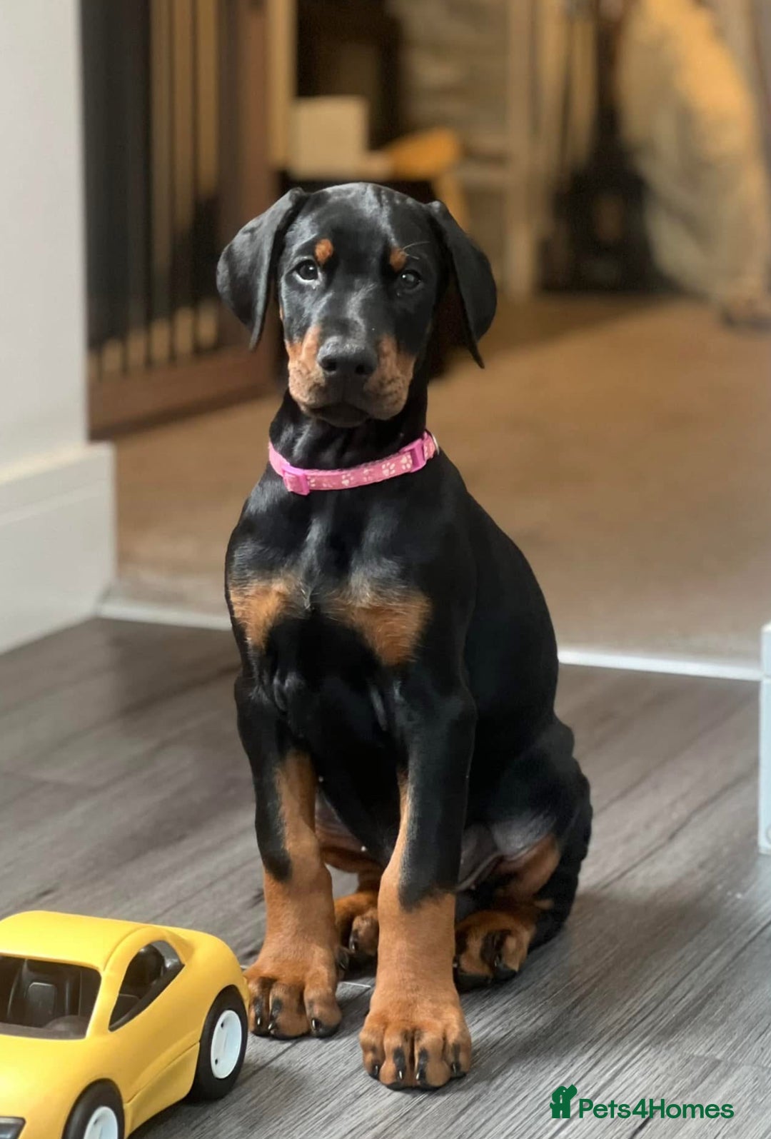 Dobermann dogs for sale: ⭐️ Pregnancy confirmed FULL EUROPEAN DOBERMANN ⭐️ - Image 21