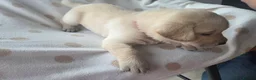Labrador Retriever dogs for sale: Beautiful labrador puppies  - Advert 27
