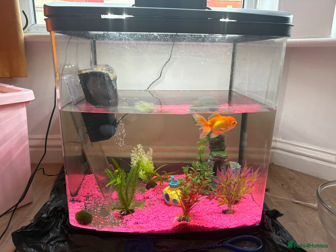 Fancy Goldfish fish for sale: Oranda goldfish in Liverpool - Advert 1