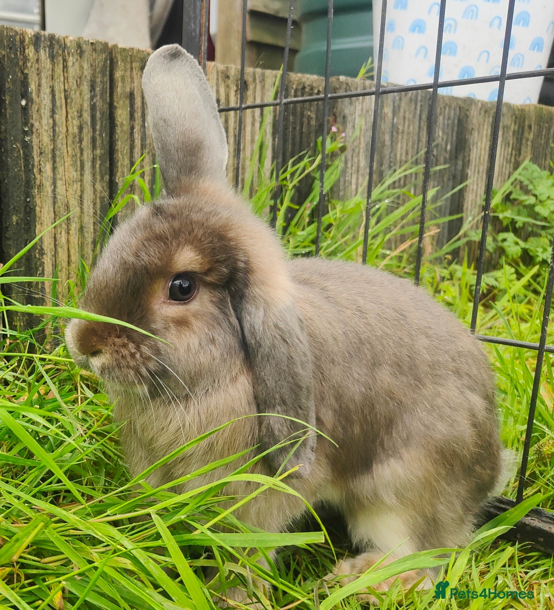Mini Lop rabbits for sale: Mini lop  - Image 4