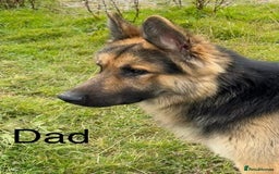 German Shepherd dogs for sale: German shepherd pups - Image 5