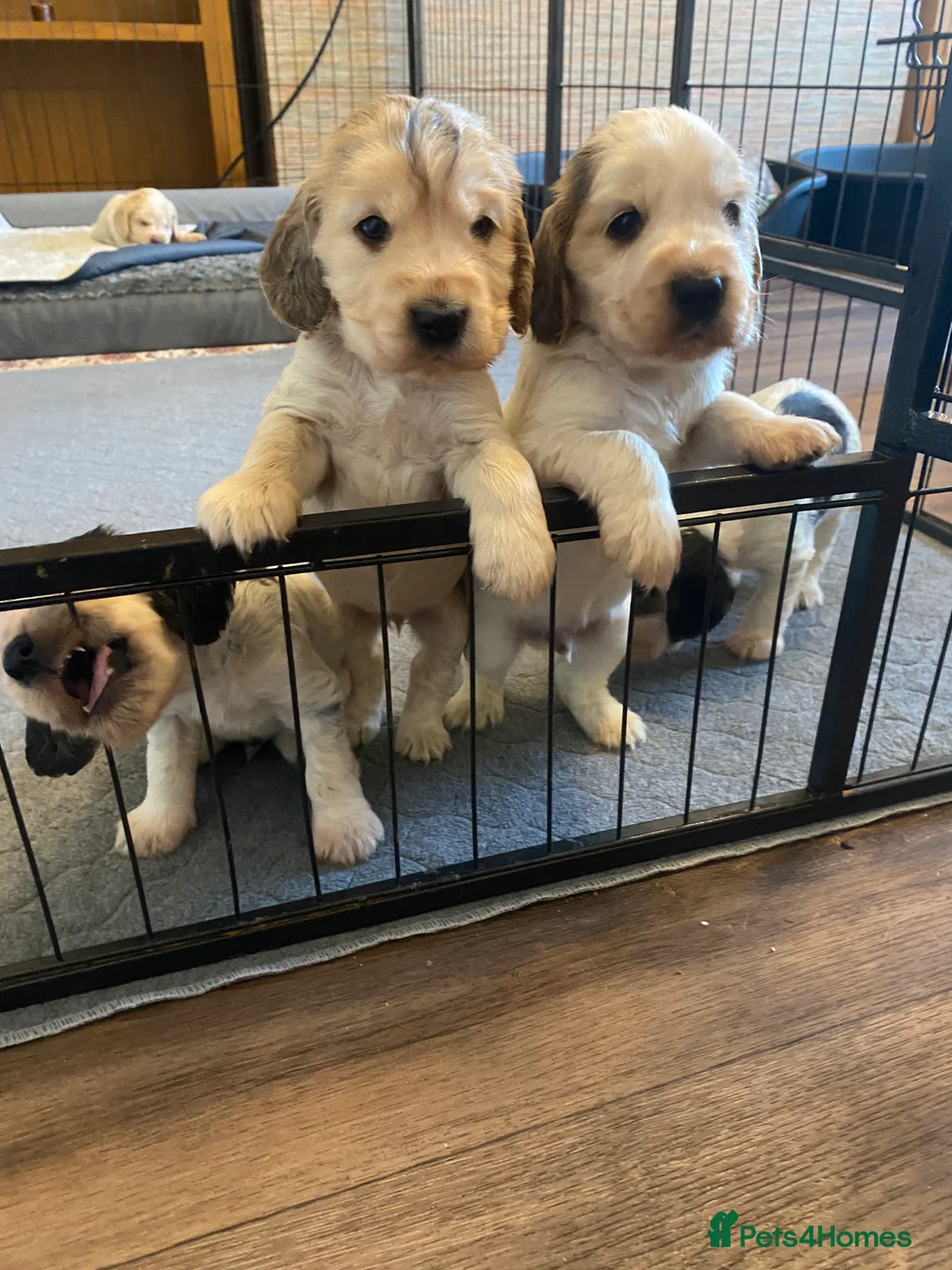 Cocker Spaniel dogs for sale: Stunning Litter of Show Cocker Spaniels  - Advert 11