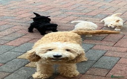 Cockapoo dogs for sale: Stunning cockerpoo puppies - Image 8