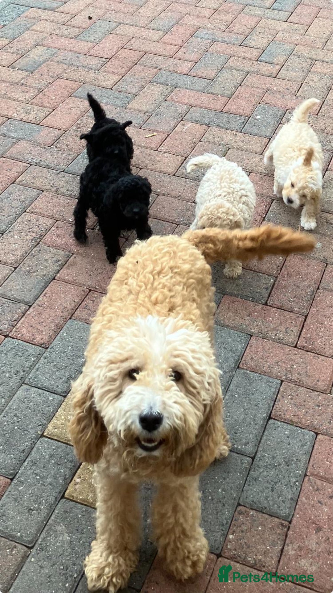 Cockapoo dogs for sale: Stunning cockerpoo puppies - Image 8