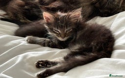 Maine Coon cats for sale: GCCF Genetically Clear Maine Coon Kitten - Image 4