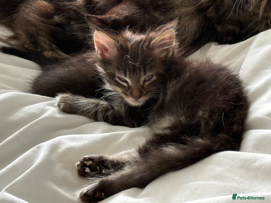 Maine Coon cats for sale: GCCF Genetically Clear Maine Coon Kitten - Image 4