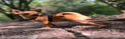 Chihuahua dogs for sale: Chihuahua puppies ( hairless ) - Advert 10