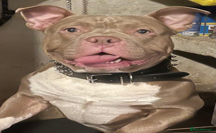 American Bull Staffy dogs Pocket bully male - Advert 3