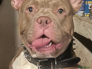 American Bull Staffy dogs Pocket bully male - Advert 3