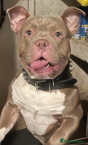 American Bull Staffy dogs Pocket bully male - Advert 3