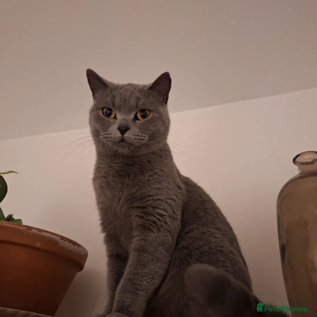 British Shorthair cats for sale: 1-2 year old beautiful BSH - Cleo - Advert 2