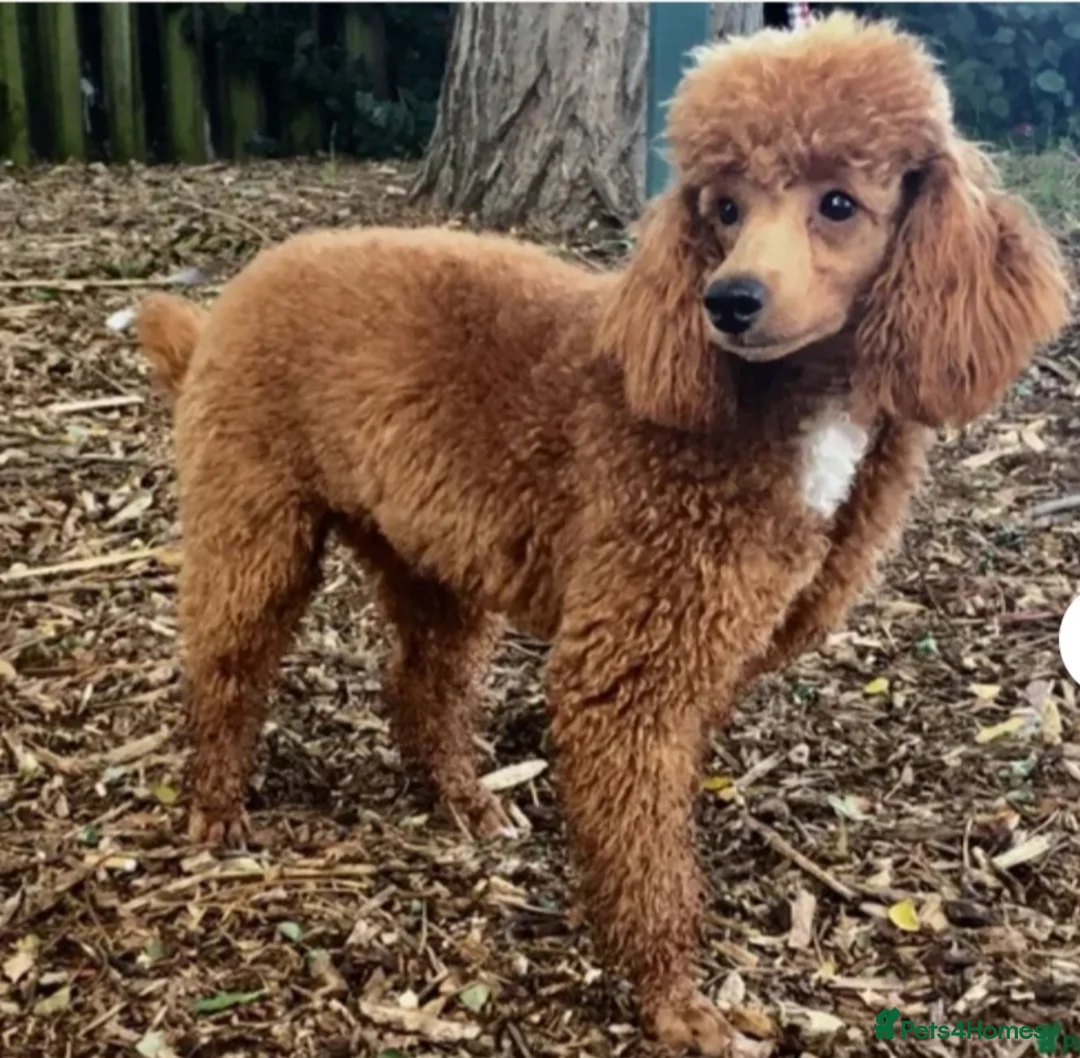 Cockapoo dogs for sale: F1b Toy cockapoo puppies in Lincoln - Advert 18