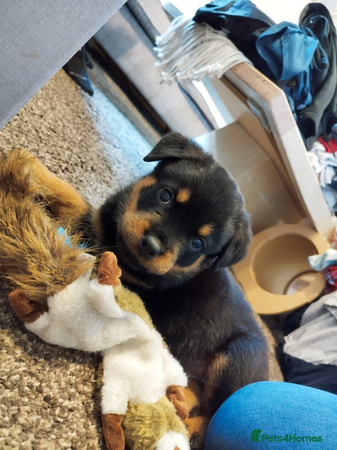 Rottweiler dogs for stud: German Rottweiler For Stud - Image 4