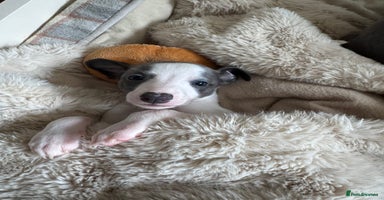 Whippet dogs - Advert 2