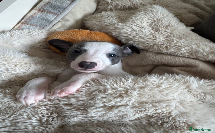 Whippet dogs - Advert 2