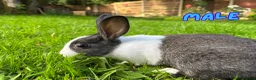 Dutch rabbits for sale: Cute Dutch Bunnies, Mixed Gender! :) in Blackburn - Advert 8