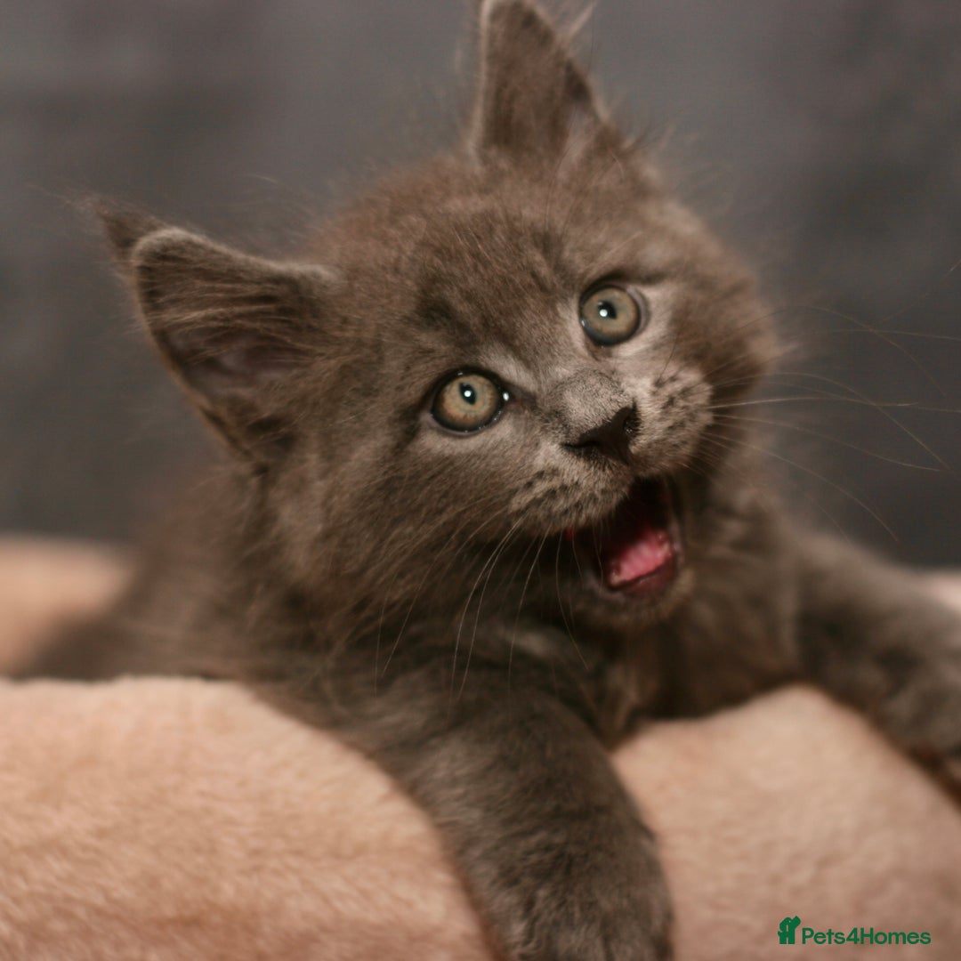 Maine Coon cats for sale: Mainecoon kittens TICA REGISTERED stunning - Advert 13
