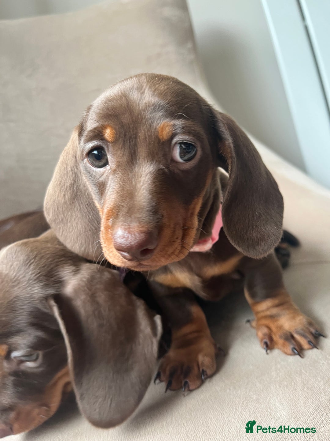 Miniature Dachshund dogs for sale: Charming Miniature Dachshund Puppies 2 Girls 1 Boy - Image 4