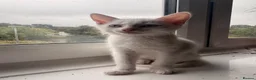 Mixed Breed cats for sale: Beautiful Kittens  - Advert 8