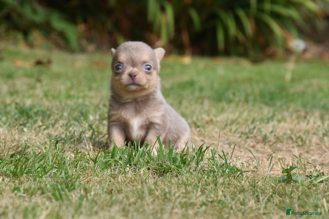 Chihuahua dogs for sale: ⭐️Gorgeous Long haired Lilac and Tan Chihuahuas ⭐️ - Image 17