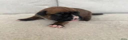 Boxer dogs for sale: KC Registered Boxer Puppies – Ready to Reserve - Advert 25