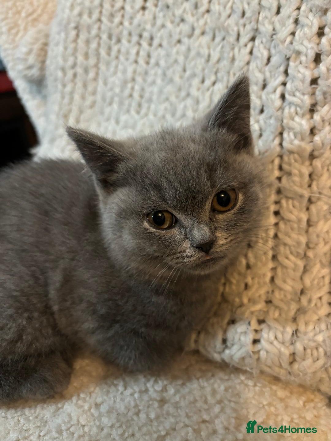 British Shorthair cats for sale: British Short hair kitten available  - Advert 5